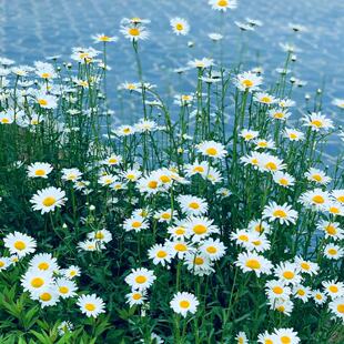 洋甘菊白金晶菊小白菊盆栽野趣重瓣多年生宿根庭院花境搭阳台包邮