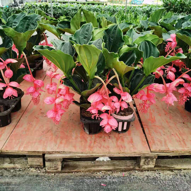 珍珠宝莲灯花盆栽庭院阳台室内四季花的花盆栽地栽花卉包邮鲜活花