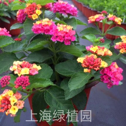 五色梅大苗马缨丹五彩梅庭院阳台花园绿植带花发货耐晒耐热包邮