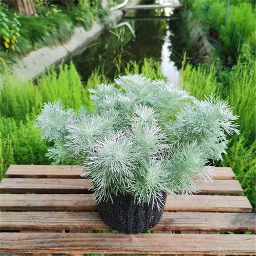 银色朝雾草银叶菊银香菊雪艾芙蓉菊庭院阳台常绿宿根驱蚊防虫包邮