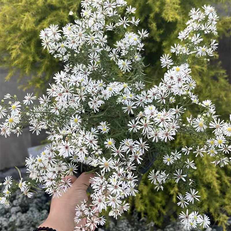 柳叶白菀成品盆栽白色小清新多年生宿根耐寒耐热花园花镜庭院植物