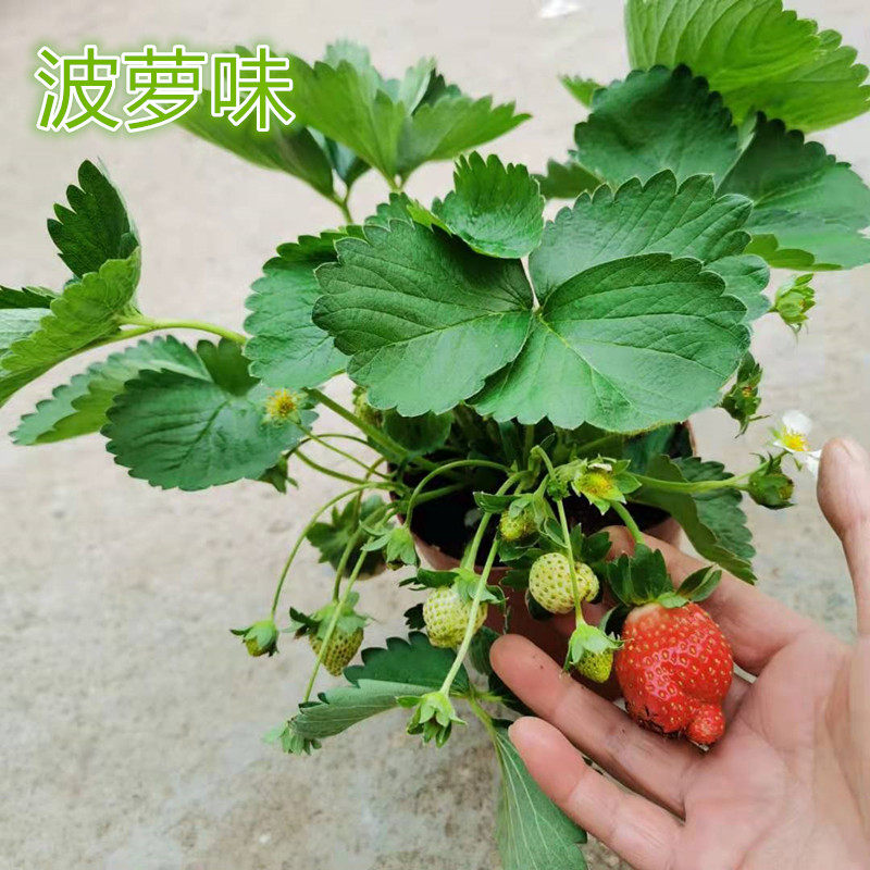 草莓苗盆栽串根植物常年开花结果酸酸甜甜可食用阳台庭院耐冻耐热
