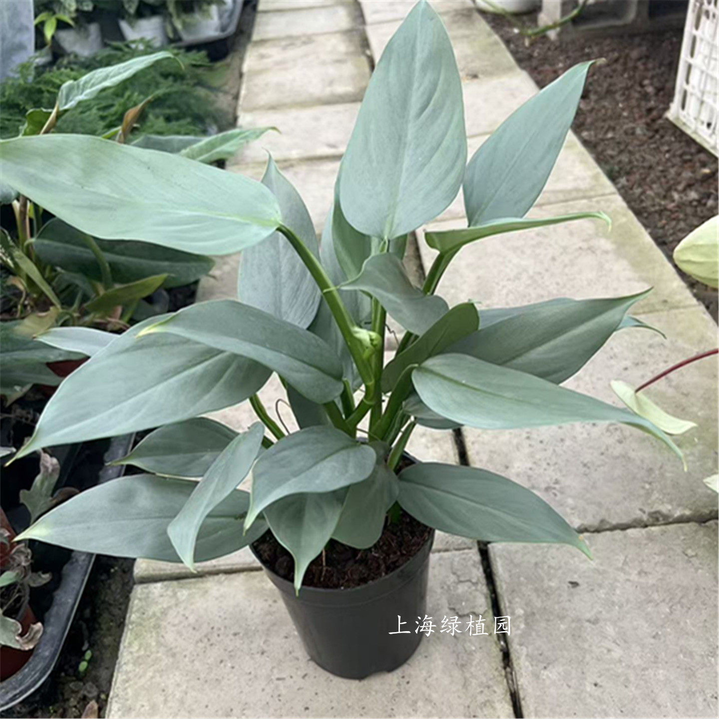 哈斯塔姆蔓绿绒Philodendron hastatum 盆栽阳台耐阴爬客厅懒人 - 实物图