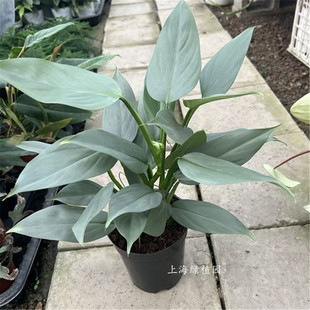 哈斯塔姆蔓绿绒Philodendron hastatum 盆栽阳台耐阴爬客厅懒人