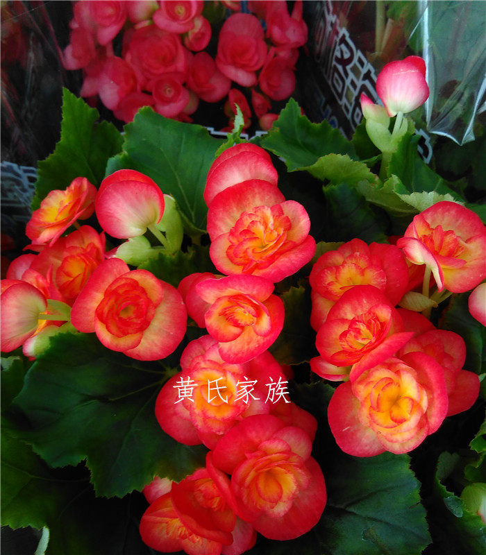 丽格比格玫瑰海棠玻璃海棠盆栽秋海棠玻璃翠花苗四季花耐寒 包邮