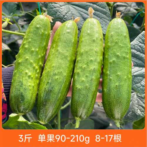 辰颐物语新鲜山东旱黄瓜5斤 当季现摘青瓜土黄瓜 绿色水果