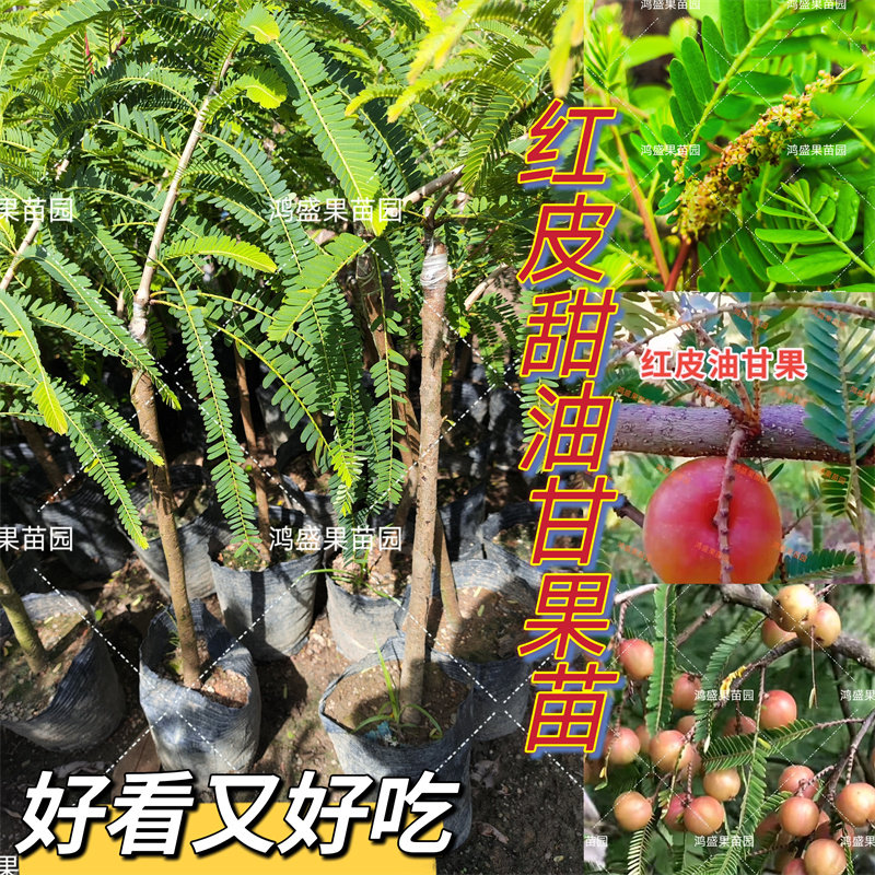 潮汕普宁新品嫁接红皮油甘红余甘果苗油甘果树苗牛甘子余甘果盆栽