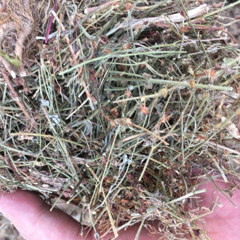 中药材 田基黄 地耳草 斑鸠窝 雀舌草 蛇喳口 合掌草