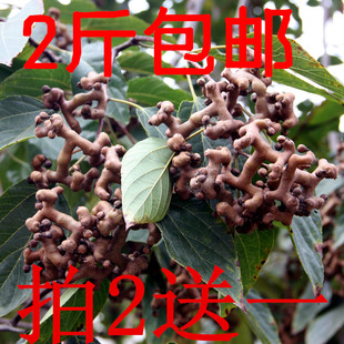 秦岭野生新鲜拐枣枳椇子万寿果鸡爪梨泡酒拐枣2斤 包邮