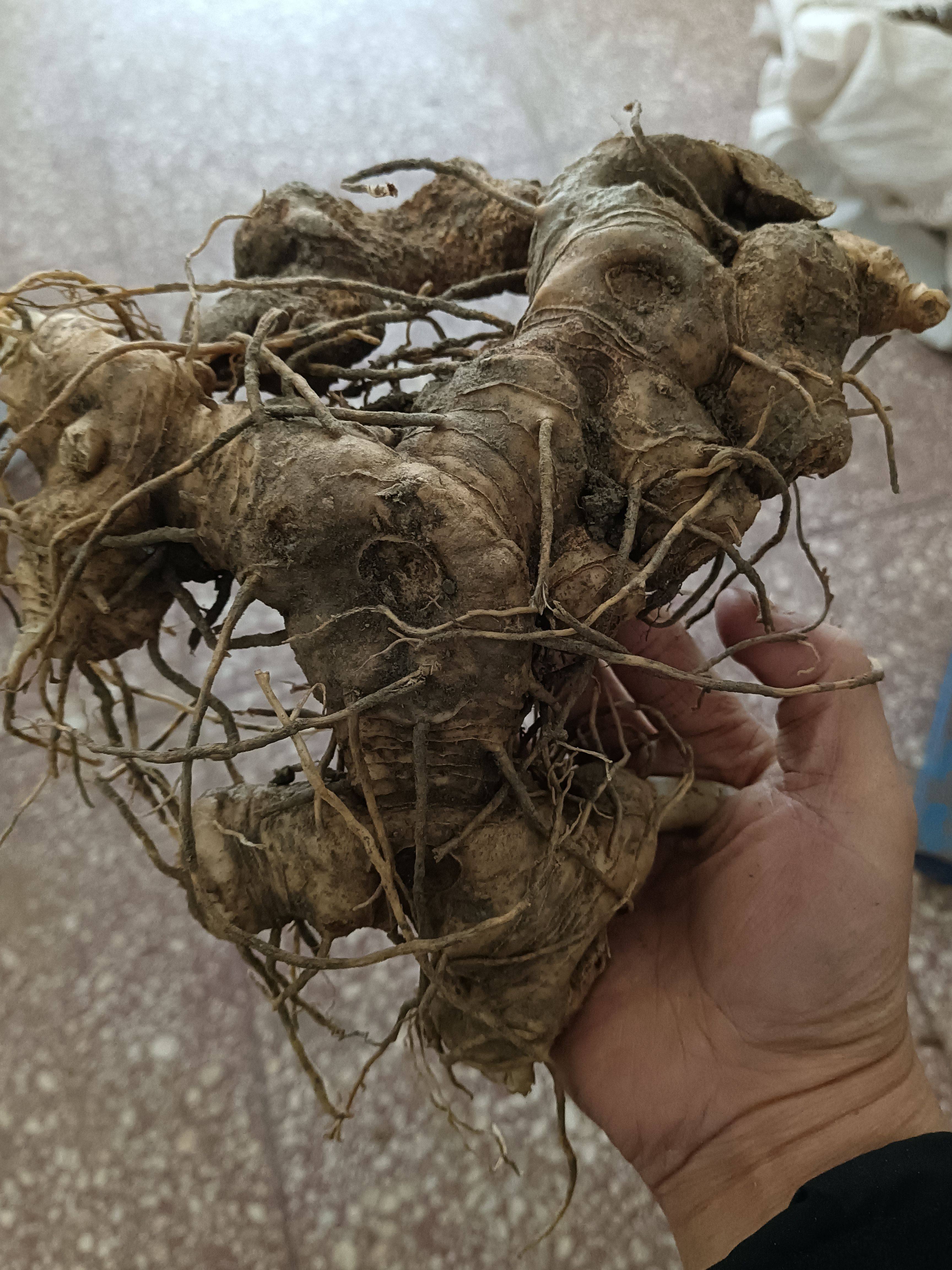 正宗陕西秦岭黄精500克新鲜鸡头黄精5～10年老黄精个头大