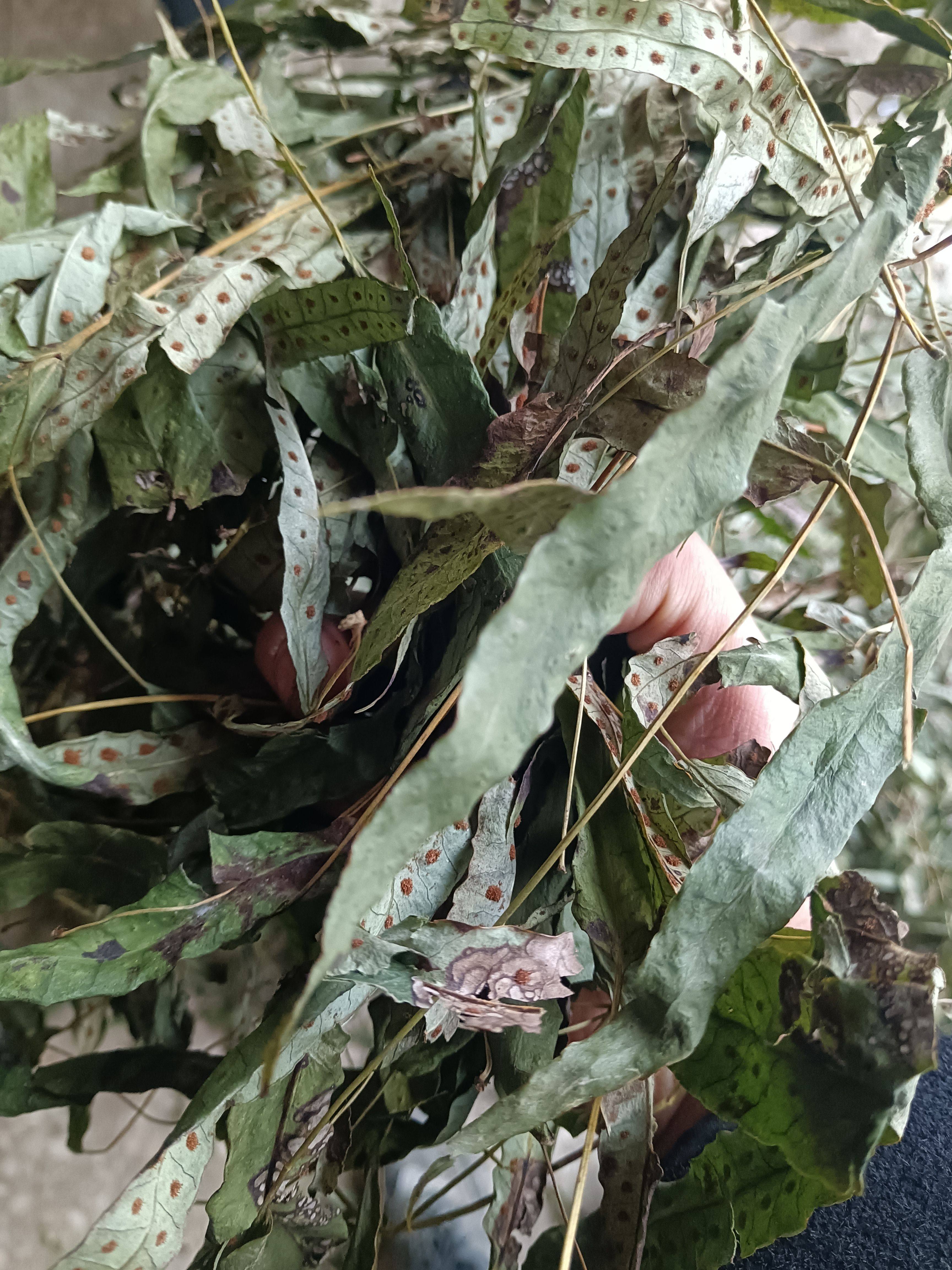 正宗陕西秦岭瓦韦中药材金星草宗鹅掌金星草七星剑 鸭脚草金鸡脚