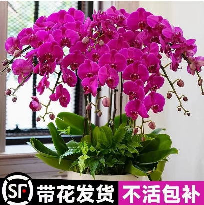 2.8寸蝴蝶兰盆栽带花苞秋冬耐寒鲜花卉绿植物室内兰花苗大易活