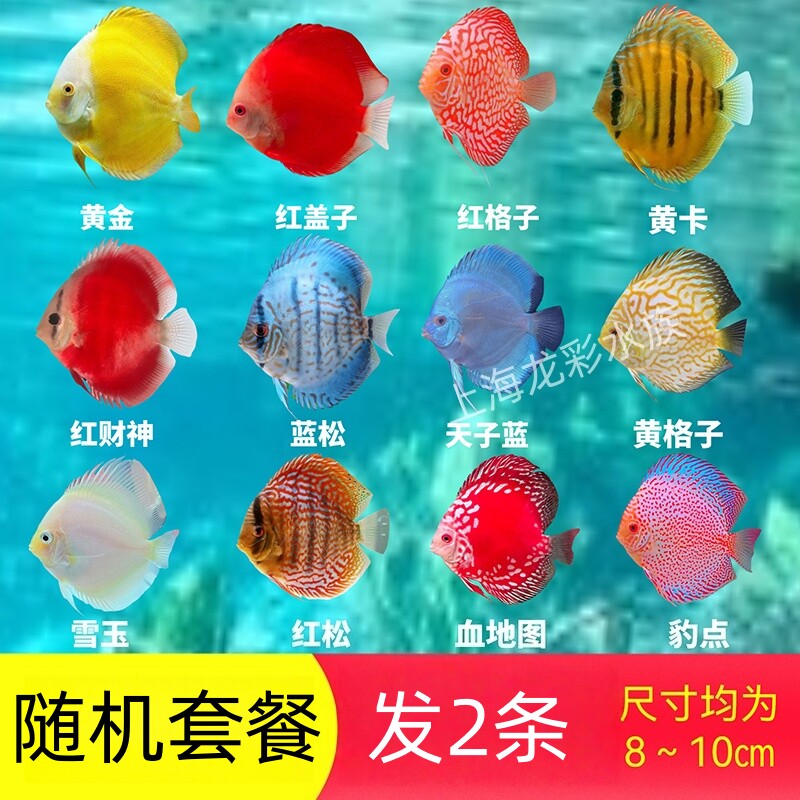七彩神仙鱼套餐 四大金刚鱼热带观赏鱼中小型燕鱼鸽子活体淡水鱼