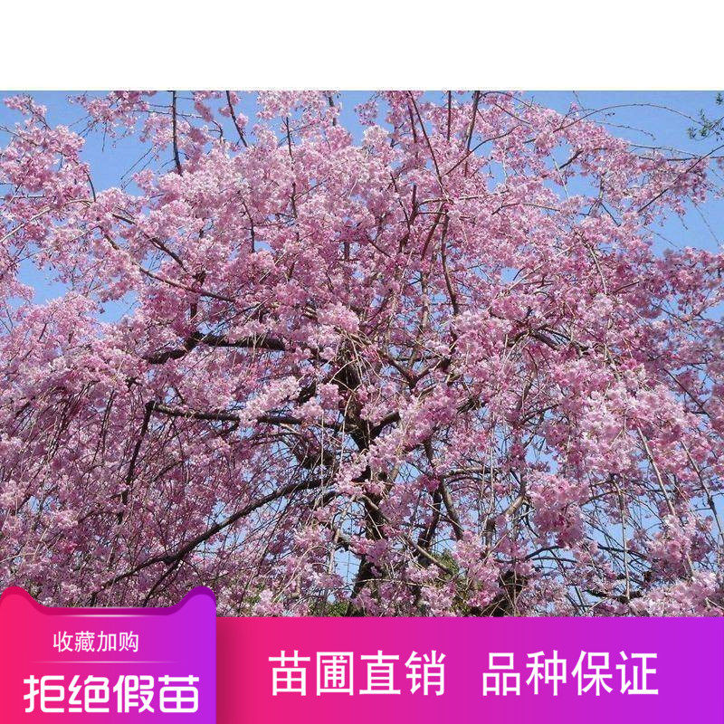 正宗美国垂枝红樱花苗 美国垂枝 红樱花树苗 盆栽地栽垂枝樱花