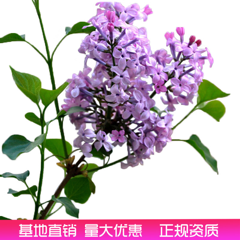 丁香花树苗庭院盆栽植物四季丁香