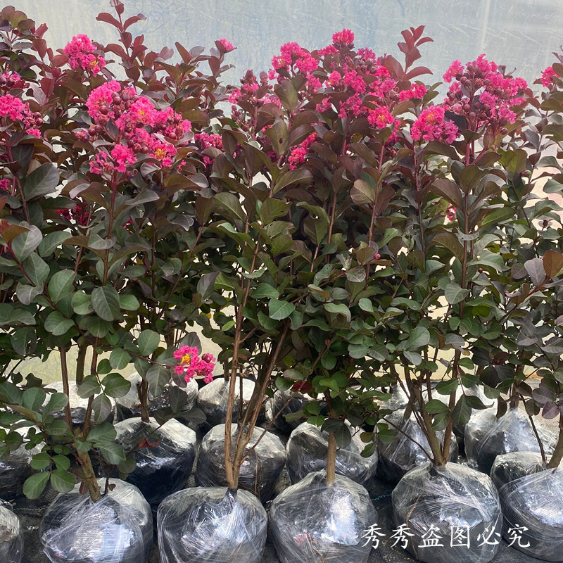 紫薇树苗盆栽庭院四季耐热花卉