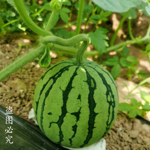 西瓜苗8424春四季种植盆栽蔬菜苗