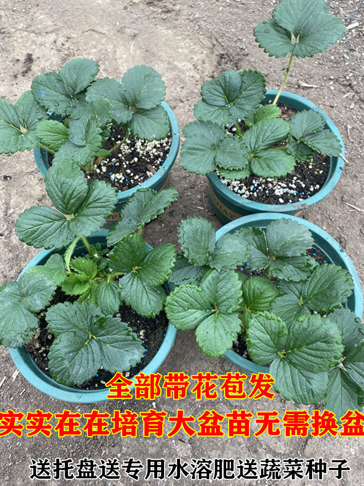 草莓苗带花带果四季盆栽阳台食用