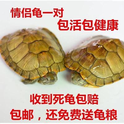 黄金乌龟活体大小情侣家庭观赏
