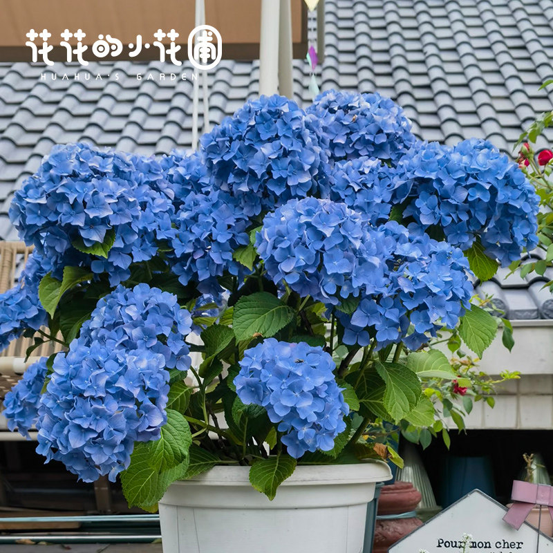 花花的小花圃 大海蓝绣球盆栽苗大花球易调色庭院阳台花卉绿植,鲜花速递/花卉仿真/绿植园艺,绣球/木绣球/木本植物,淘宝优惠券,粉丝福利购,淘宝优惠卷