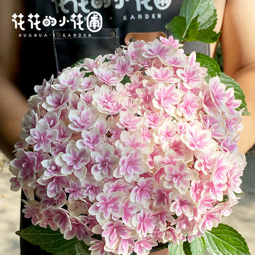 花花的小花圃绣球特价处理链接 拍下备注品种加手机尾号