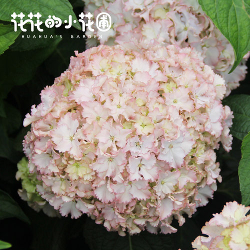 花花的小花圃绣球花原盆原土发货
