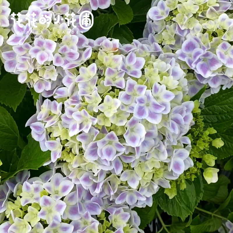 10杯小规格绣球盆栽苗