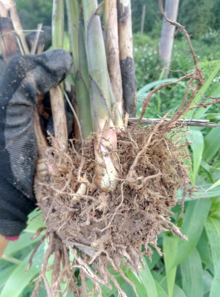 广西箬叶苗芦苇叶芒叶粽子叶苗送肥料三角粽枕粽塔锥四角粽-封面