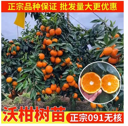 沃柑苗广西武鸣沃柑苗091新品柠檬/柑橘类盆栽