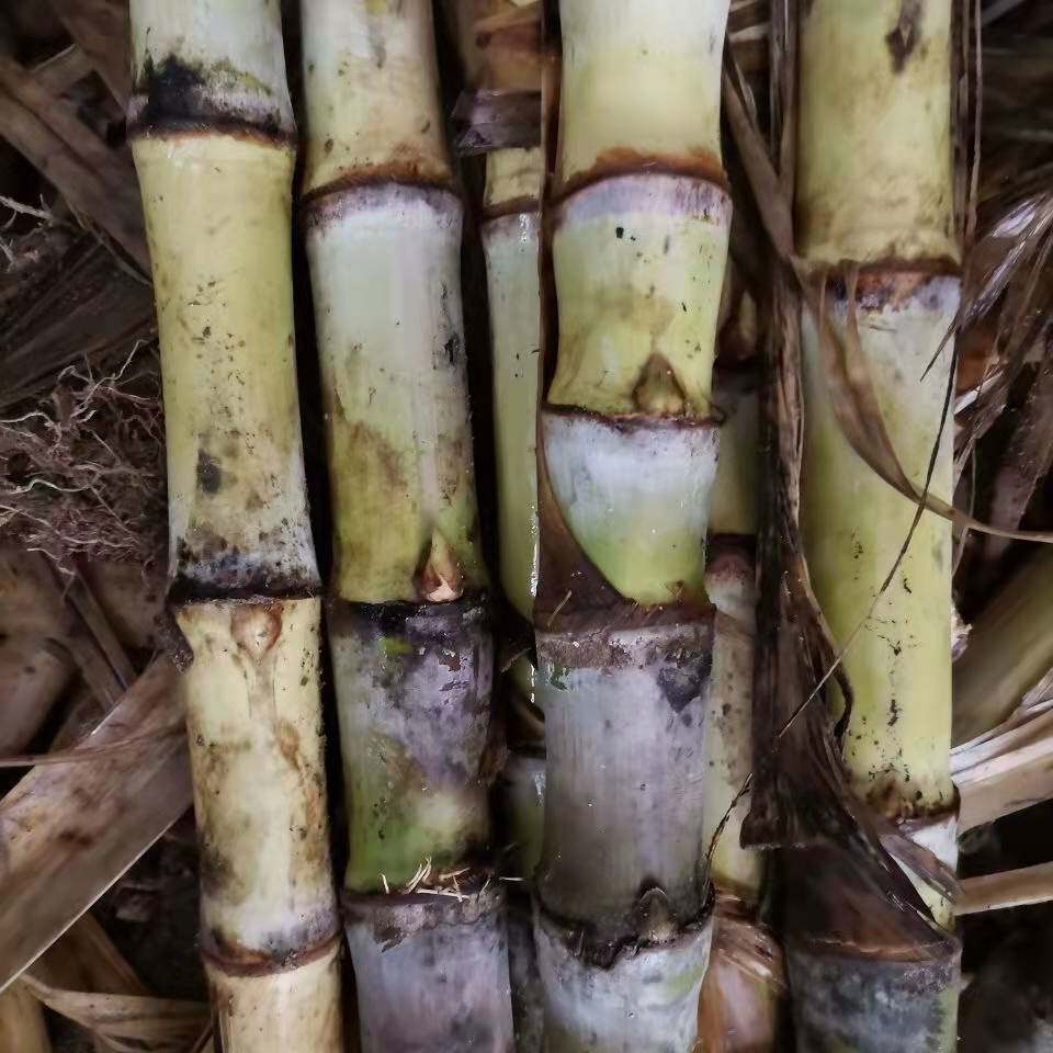 10根每根3-6芽广西玉林黄皮水果甘蔗种苗青皮甘蔗种巴甘蔗种