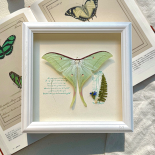 山意SHALL月神蛾真蝴蝶标本清新文艺相框DIY创意生日礼物送女友