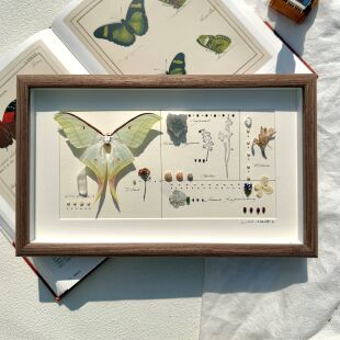 山意SHALL月神蛾真蝴蝶标本相框小众DIY创意立体摆台生日礼物装饰