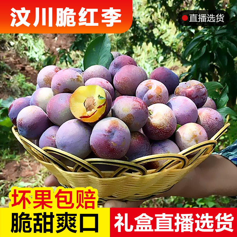 不脆甜包赔正宗汶川脆红李子顺丰