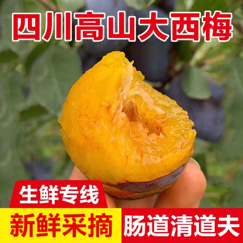 便秘克星新鲜蓝蜜西梅特大果汶川