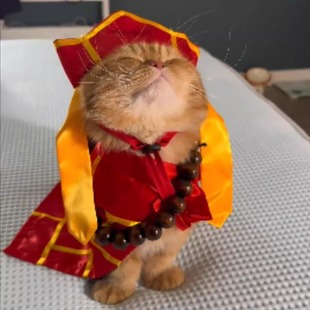 猫三藏袈裟帽子披风宠物变身唐僧装狗狗猫咪万圣节搞怪服英短美短