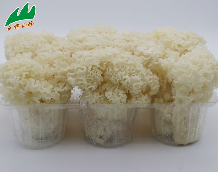 云野山珍绣球菌新鲜1000g荷仙姑万菇食用香菇菌特产白木耳2盒包邮