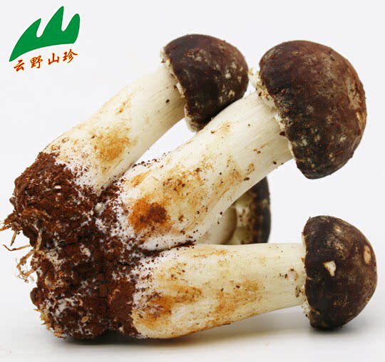 云野山珍新鲜姬松茸云南特产巴西蘑菇鲜菌菇草菇250g全店4份起卖