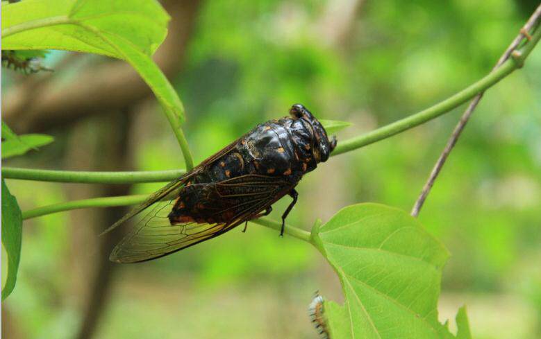 知了猴 丽水本地特产 新鲜知了猴唐僧肉蝉蛹 2斤起浙江省内包邮