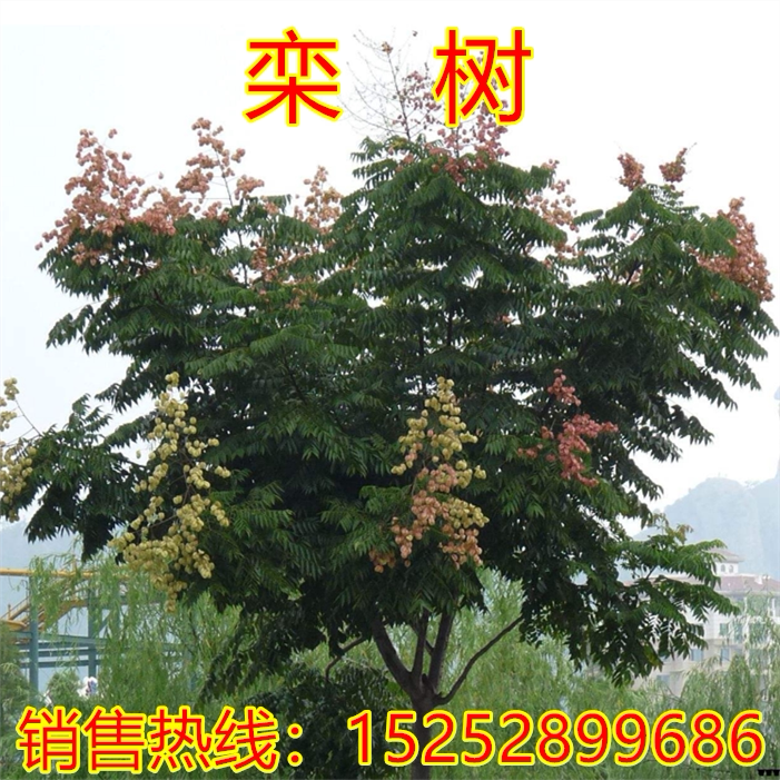 庭院风景树 栾树苗 黄山栾树 北京栾树 绿化苗木 行道树栾树小苗