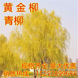金丝垂柳苗黄金柳树苗美国速生竹柳杨柳树苗垂柳小苗河边绿化树苗