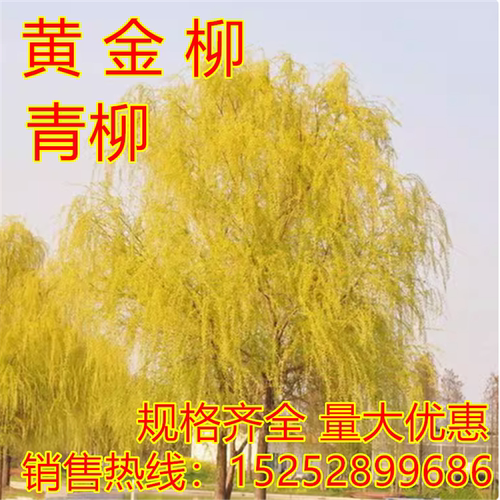 黄金柳青柳垂柳树苗竹柳四季常青