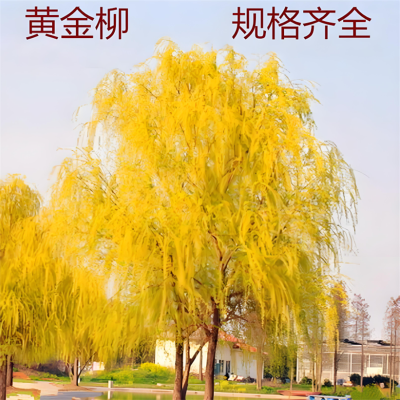 行道树黄金柳树苗金丝垂柳河边