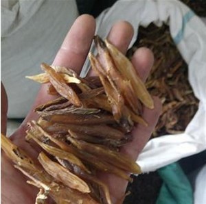 农家中药材野生 天冬 天门冬 无硫 可做天冬酒500g包邮