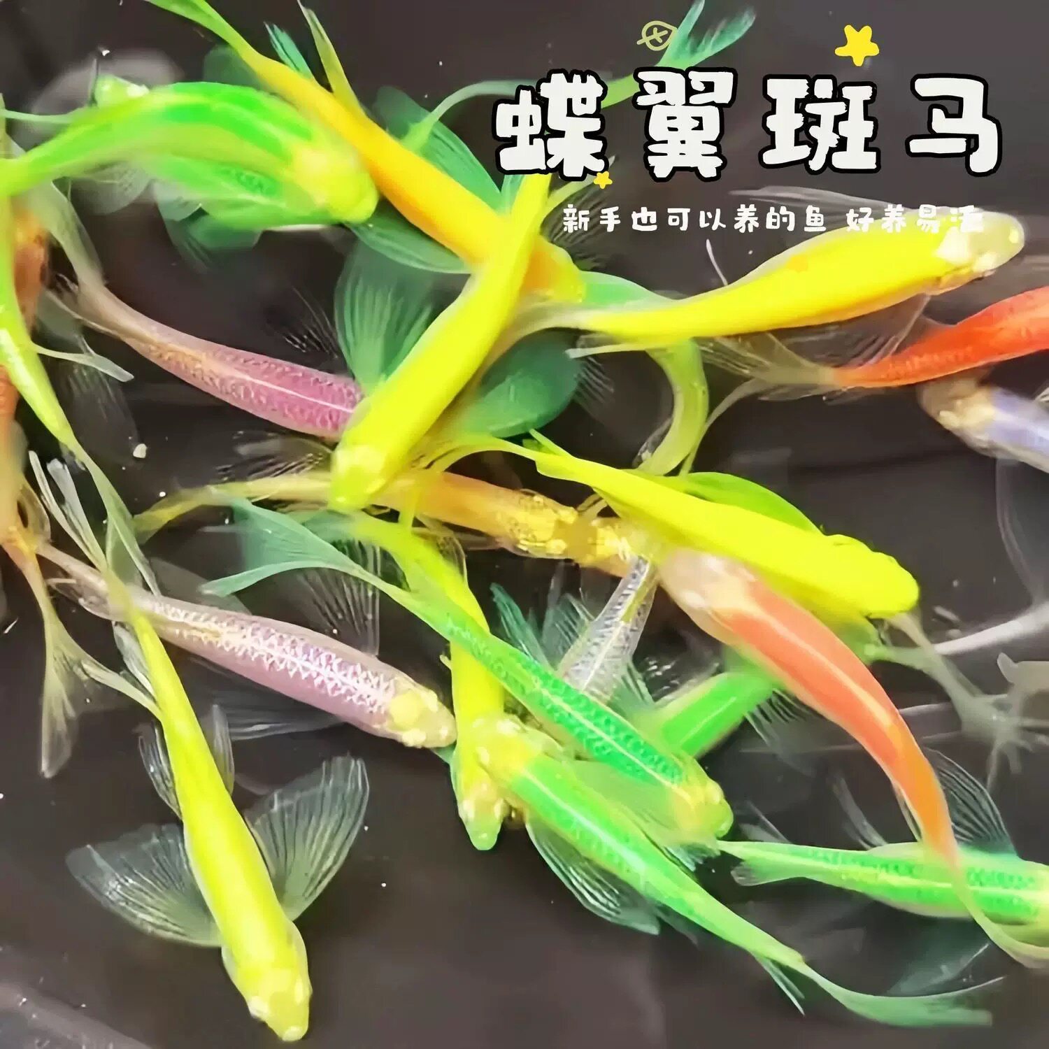 长尾蝶翼斑马鱼冷水翡翠龙凤七彩淡水小型观赏鱼热带鱼荧光好养