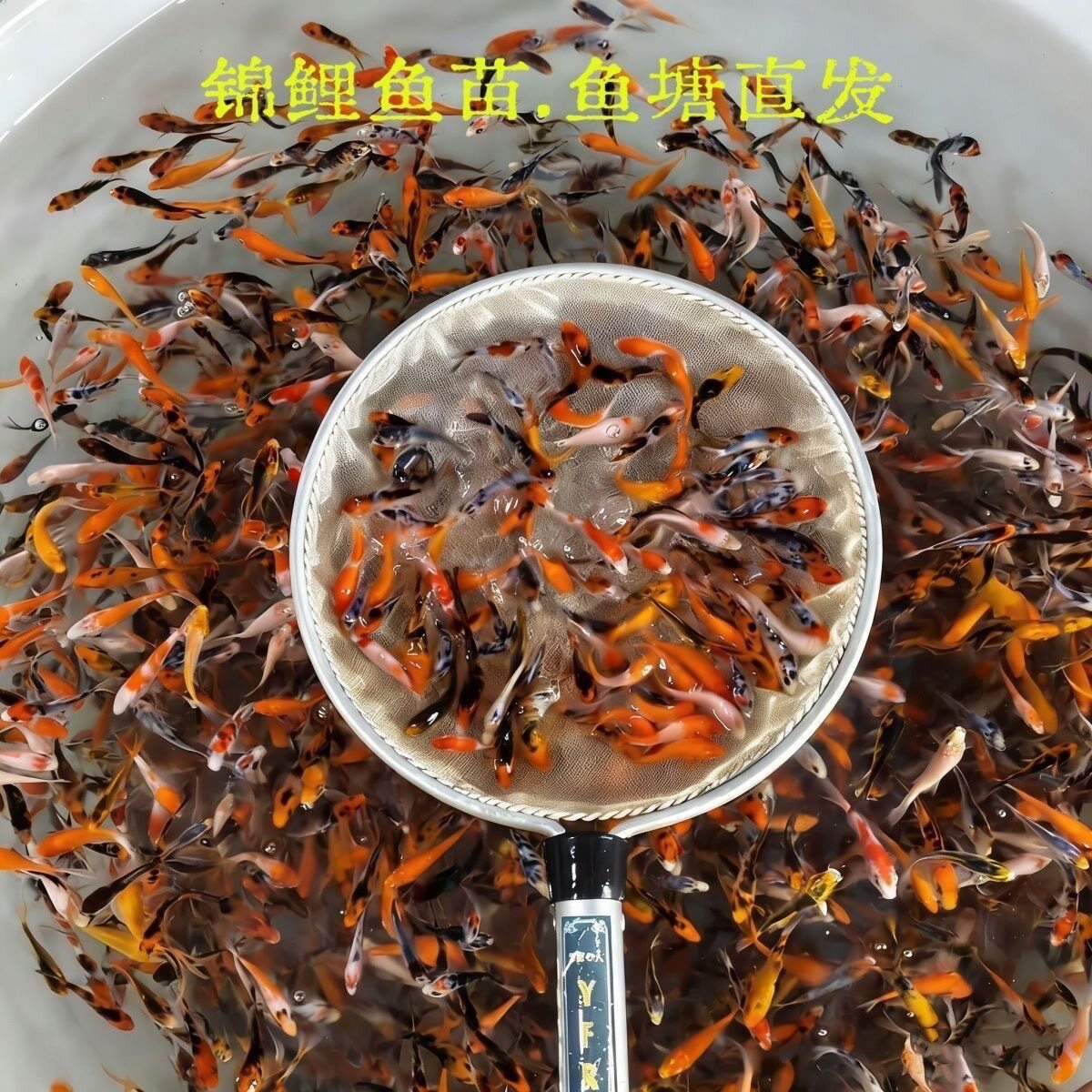 精品锦鲤鱼苗观赏鱼红白大正昭和大三鱼苗混搭活体冷水鱼广东发货