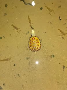 小青皖南龟黄喉拟水乌龟水锈泥乌龟过冬泥水底有机肥乌龟粪便分解