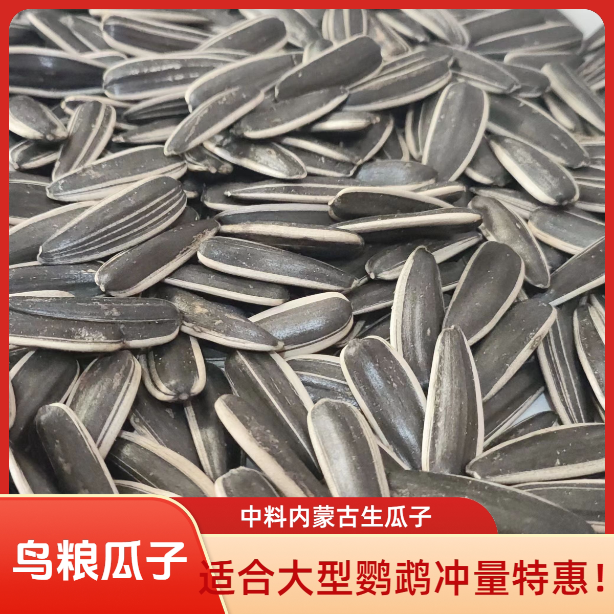 生葵花籽中大型鹦鹉鸟粮零食饲料