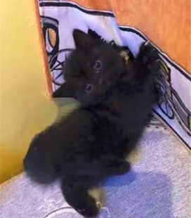 中华田园猫纯黑猫咪幼猫黑白奶牛猫猫咪幼崽玄猫活体黑猫猫咪活物