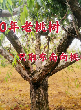 中式20年老桃树东南枝摆件送礼