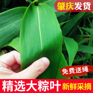 广东粽叶新鲜芒叶深山野生天然现摘食用大粽子叶非竹叶芦苇叶直销